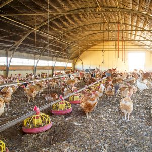 Livestock Shelters